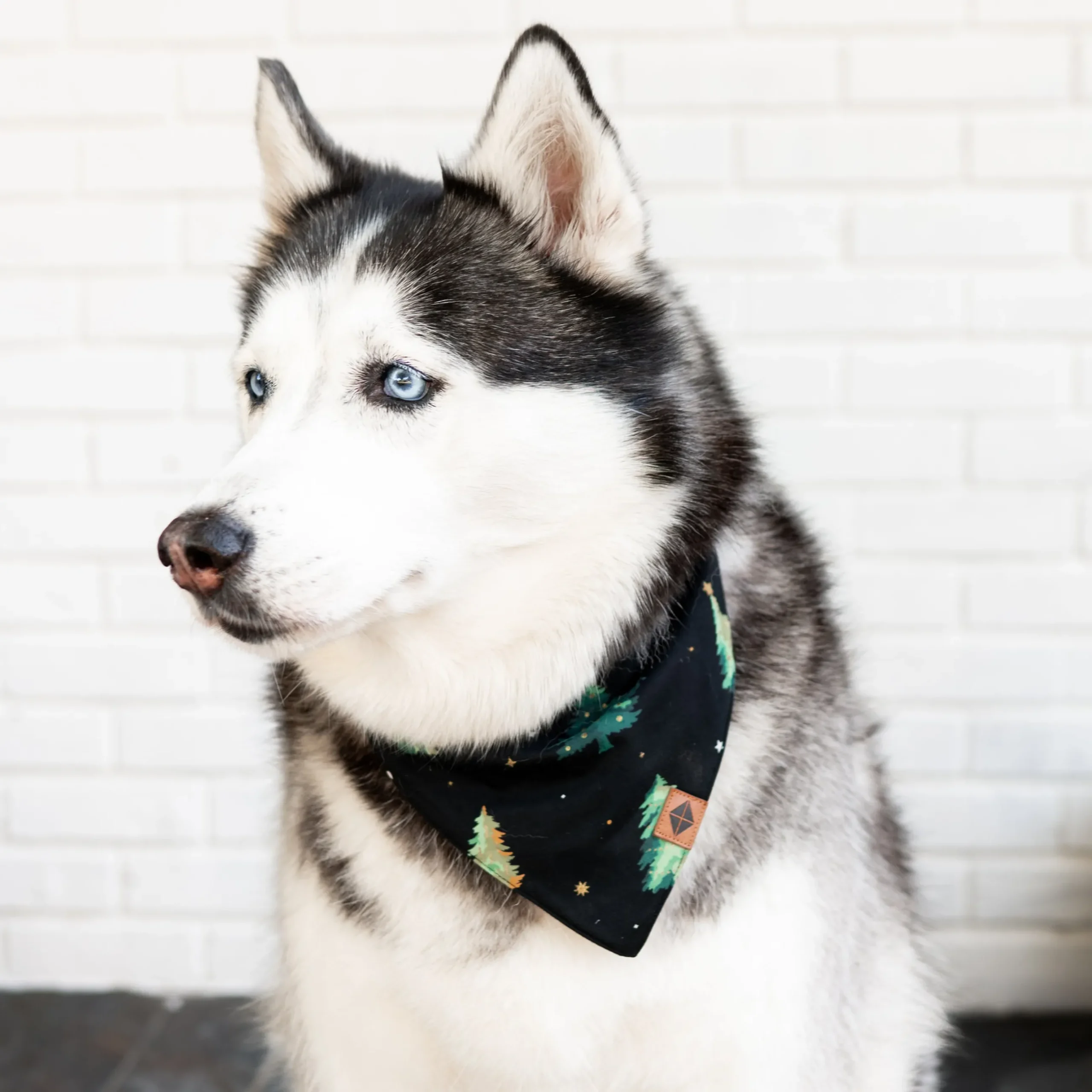Best Kyte Baby Dog Bandana in Twinkle Tree