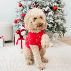 Best Kyte Baby Dog Tee in Candy Cane